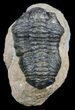 Calymene (With Shell) Trilobite - Tazarine, Morocco #56045-1